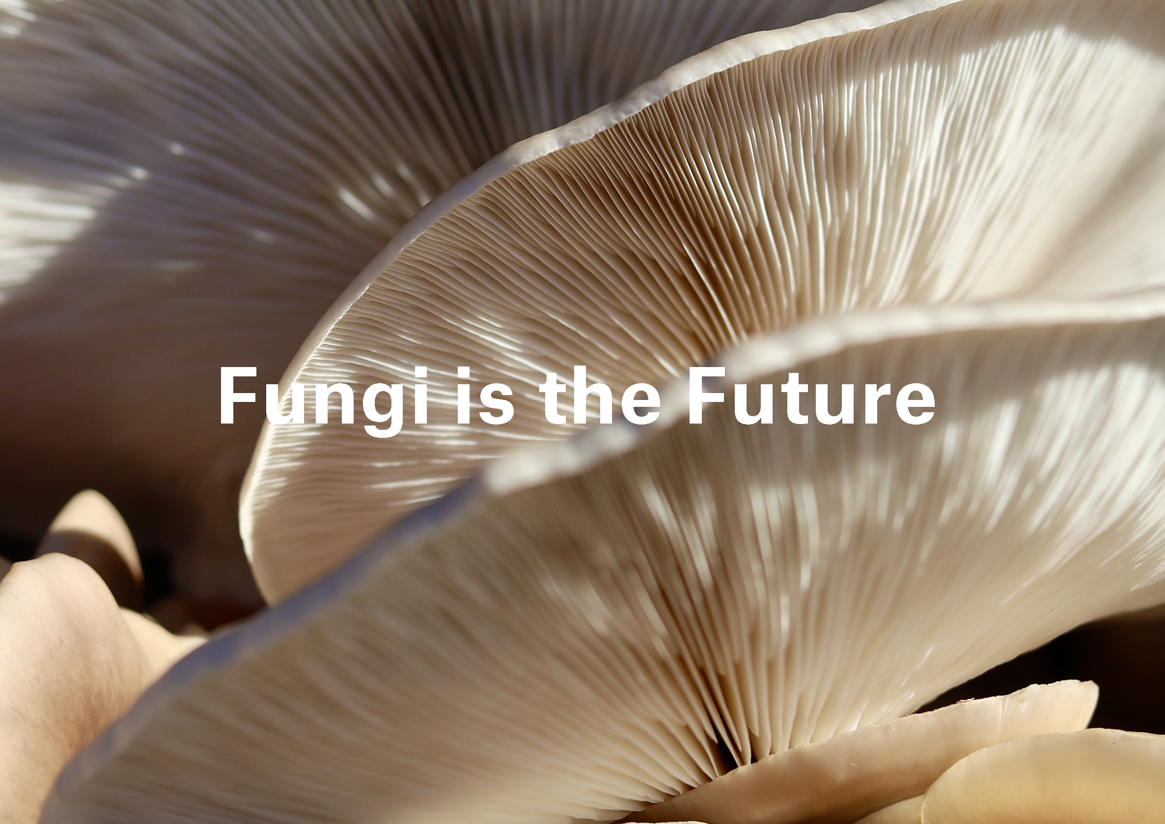 The Skinfluencer — Mycelium Packaging